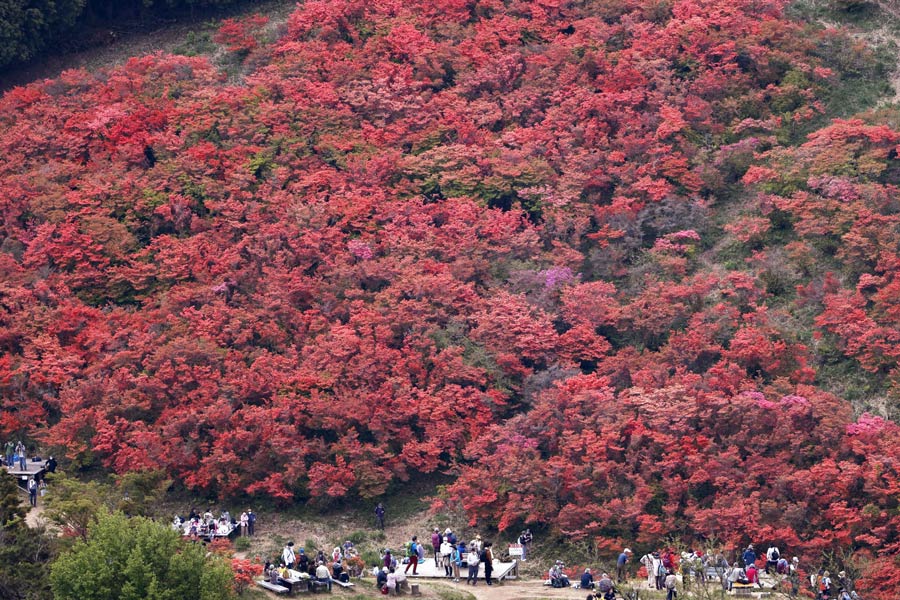 日本多地杜鹃花盛开 漫山遍野姹紫嫣红