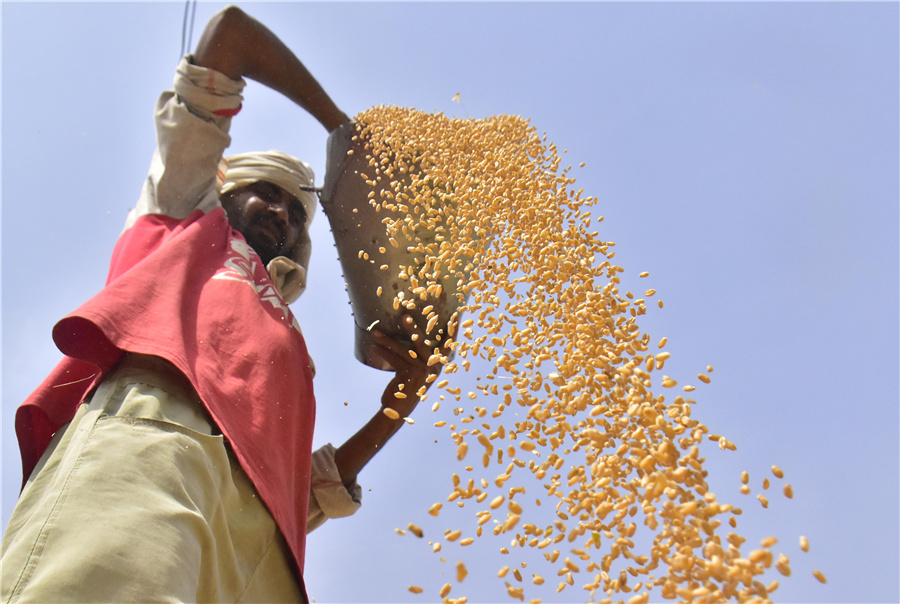 印度宣布禁止小麥出口