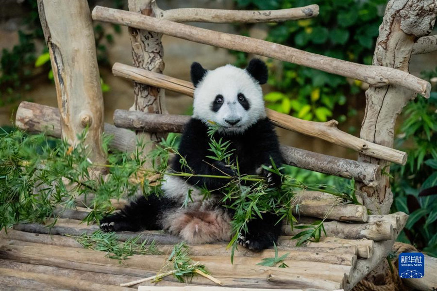 中國旅馬大熊貓“靚靚”的第三隻寶寶取名“升誼”