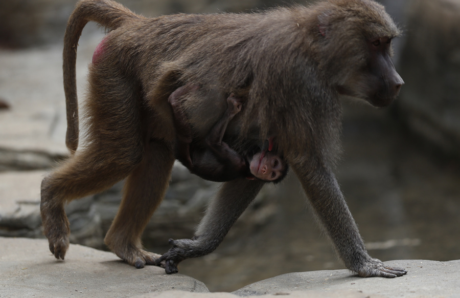 哥伦比亚卡利动物园迎来小狒狒 获得妈妈暖心照顾