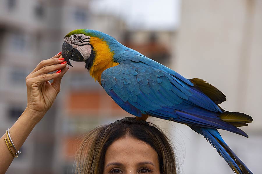 委內瑞拉居民關愛鳥類 幫助鸚鵡適應城市環境