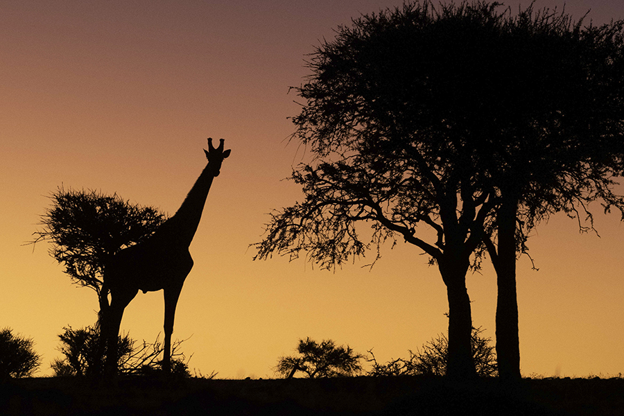 非洲自然保护区长颈鹿日落下的美丽剪影