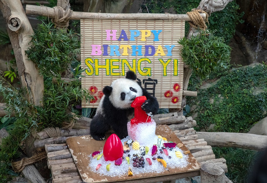 中马建交日 马来西亚为大熊猫宝宝“升谊”庆祝周岁生日
