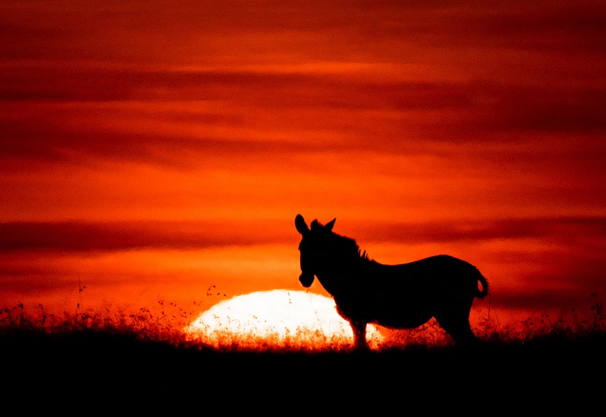 肯尼亞野生動物日出日落下剪影