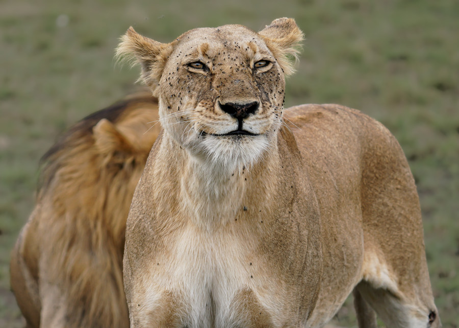 肯尼亞馬賽馬拉母獅對著鏡頭微笑 表情豐富