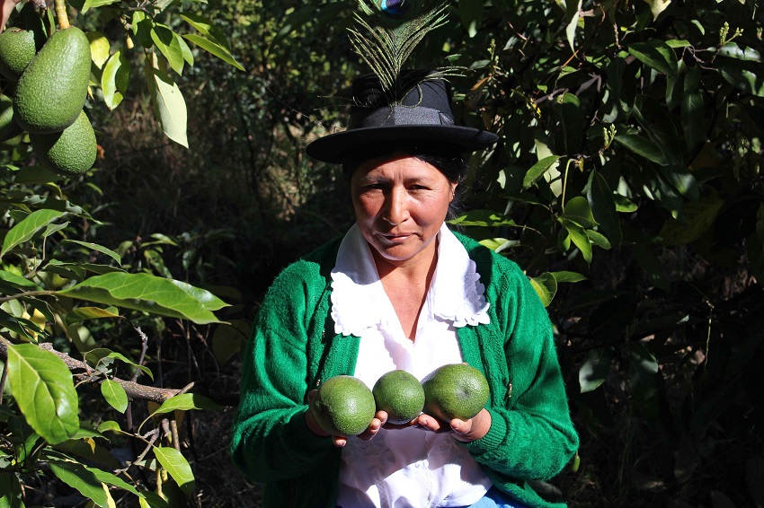 秘魯安達韋拉斯迎來牛油果成熟季