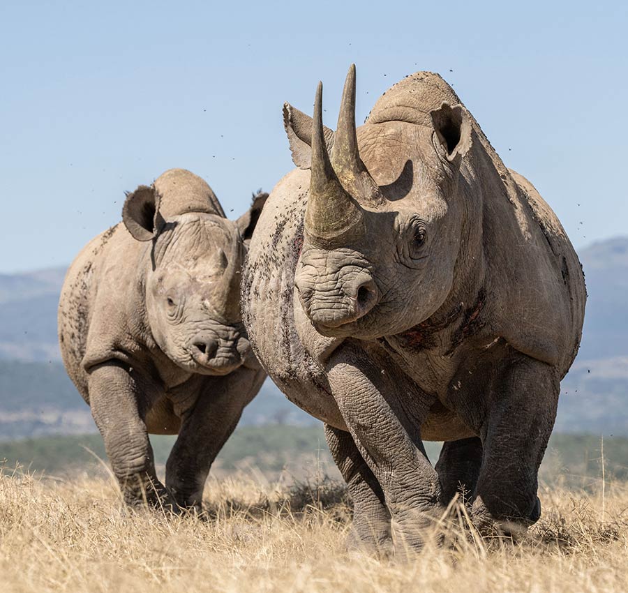 肯尼亞犀牛面對鏡頭和諧互動 好奇不已