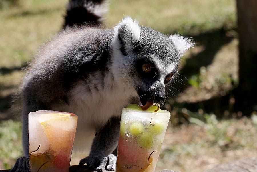 克羅地亞遭遇高溫熱浪 動物園狐猴吃冰鎮美食降溫