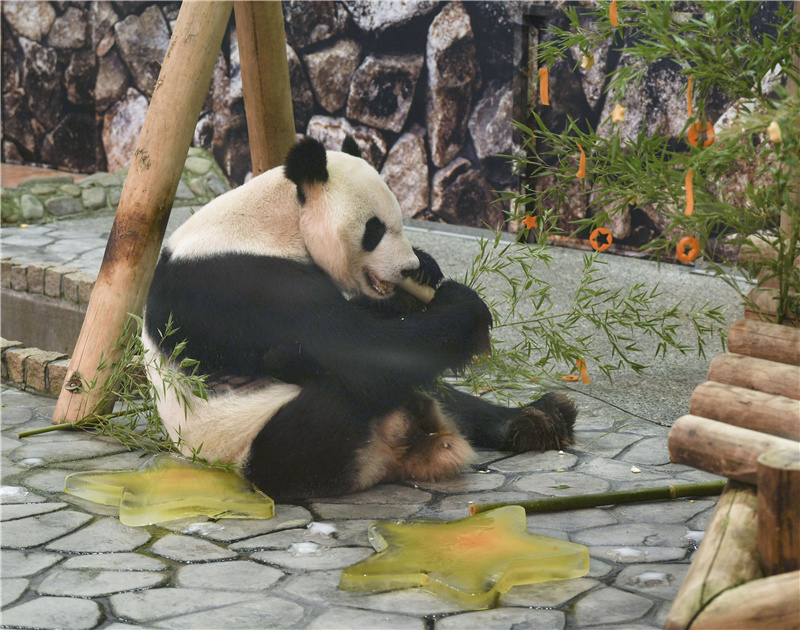 旅日大熊猫“永明”啃竹子