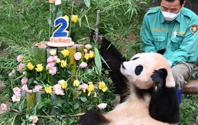 韩国为大熊猫“福宝”庆祝2岁生日 特制蛋糕亮了