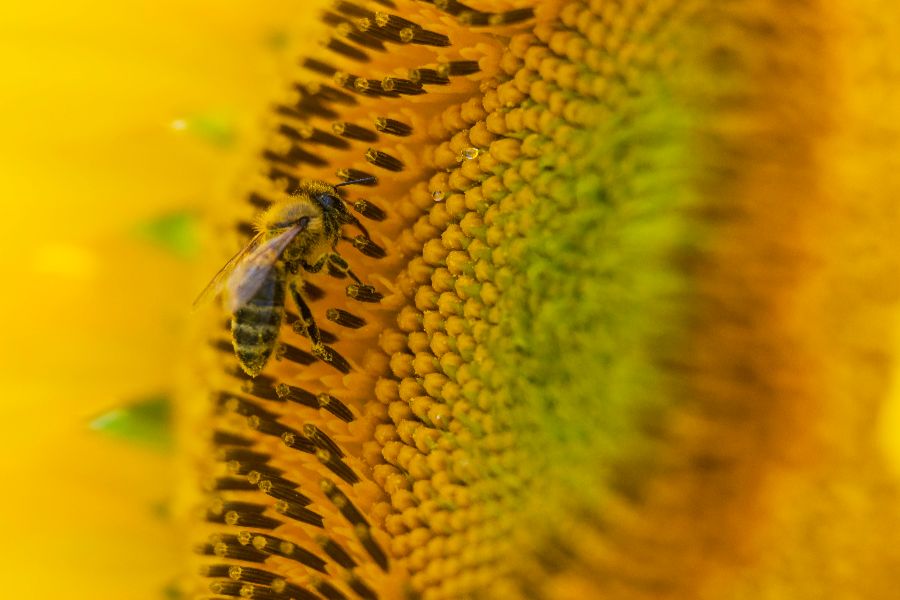 匈牙利向日葵盛开 蜜蜂采集花粉