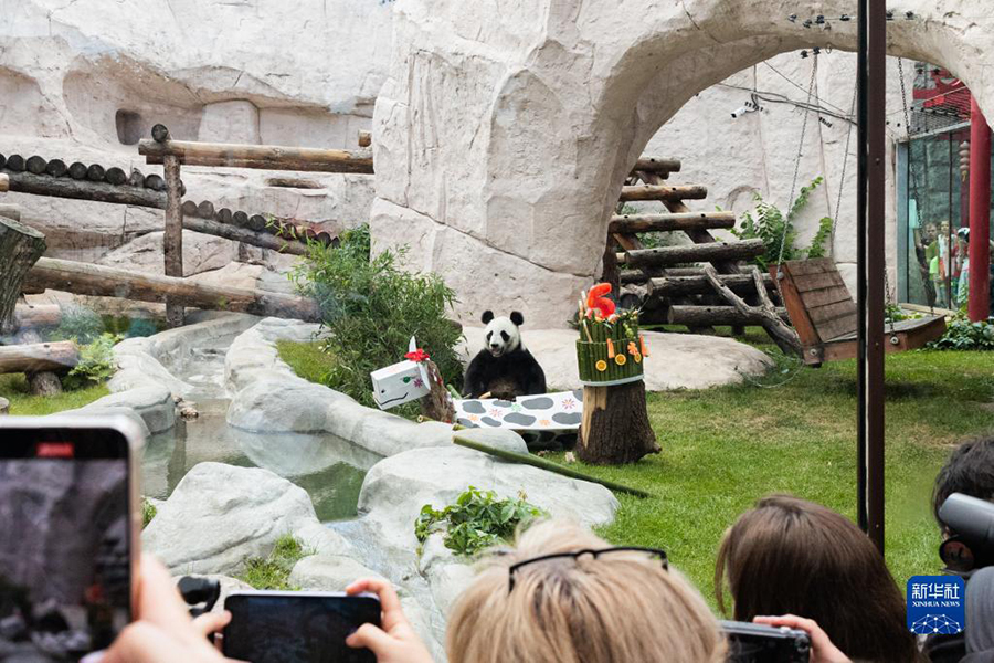大熊猫“如意”和“丁丁”在莫斯科庆生