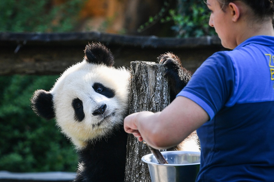 旅法大熊猫双胞胎幼崽“欢黎黎”“圆嘟嘟”迎来一周岁生日