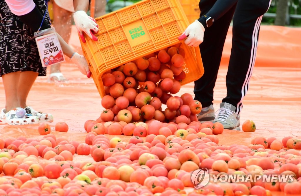 8月6日下午，在华川西红柿庆典上，工作人员正在布置现场。