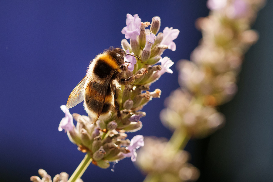 英国蜜蜂受多方因素影响数量大大减少