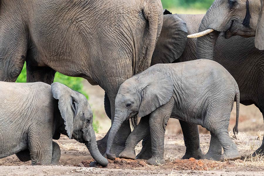 赞比亚迎接世界大象日 摄影师捕捉大象家族温情一幕