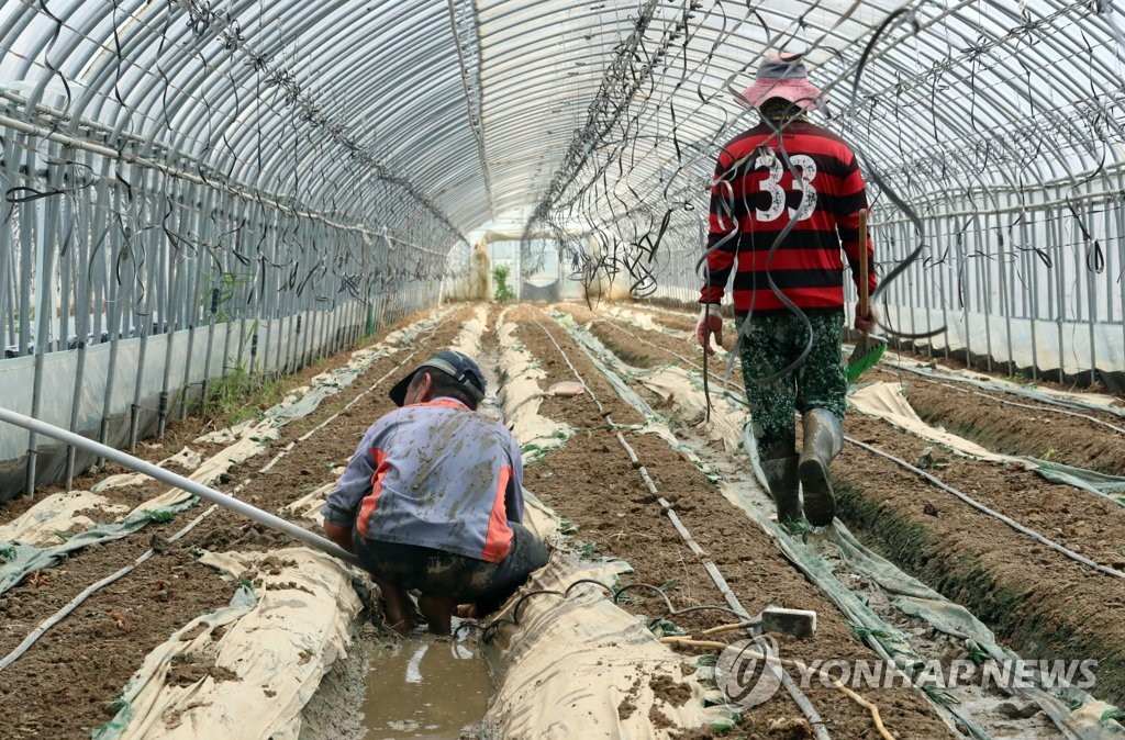 8月12日，在忠清北道清州市兴德区的一家农场，农民们正在排出田间积水。