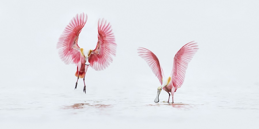 美國攝影師捕捉到粉紅琵鷺優雅展翅瞬間