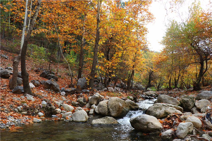 土耳其阿达纳秋季来临 自然公园林区缤纷绚丽