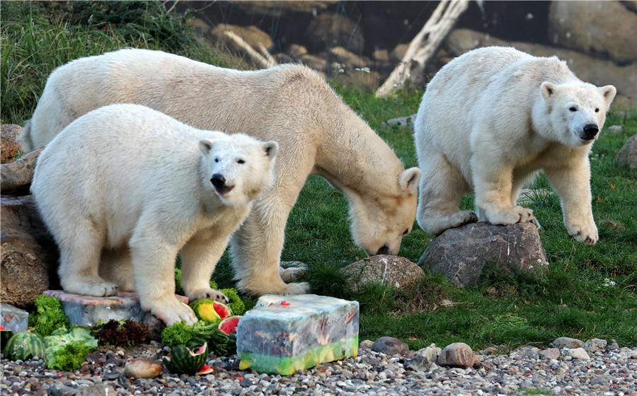 德国罗斯托克北极熊双胞胎品尝冰淇淋蛋糕 庆祝一岁生日