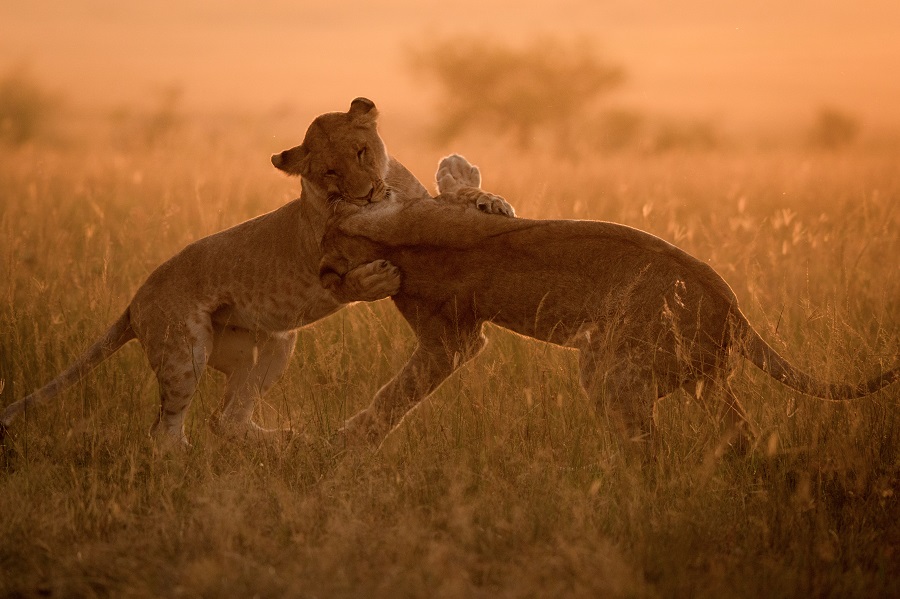 肯尼亞馬賽馬拉國家公園 小獅子晨光下嬉戲打鬧
