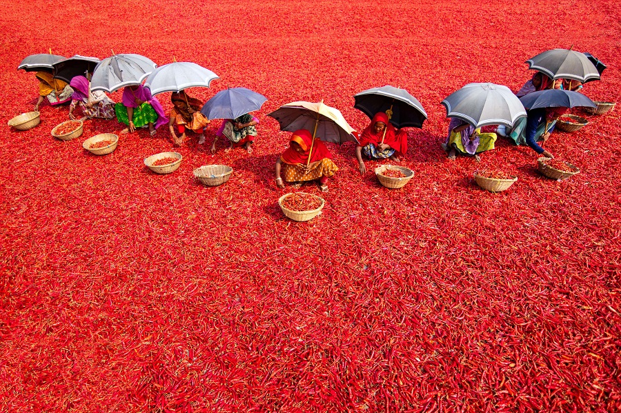孟加拉國工人烈日下採收辣椒