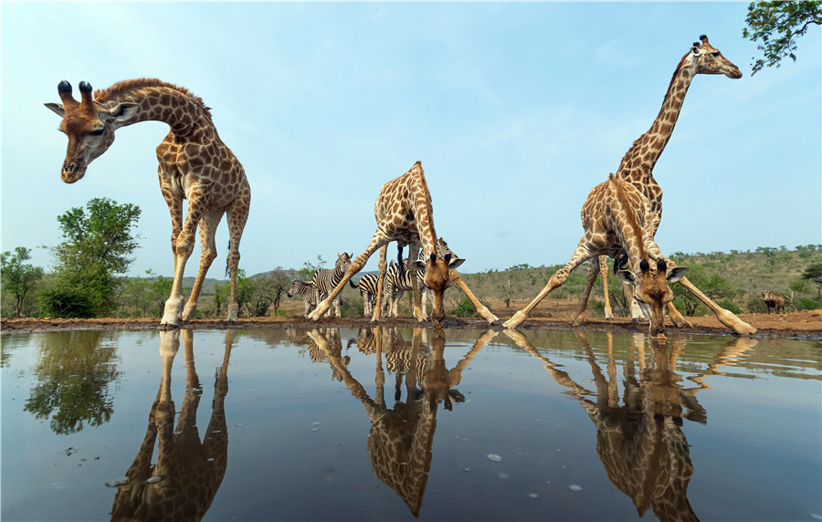荷蘭攝影師拍攝南非野生動物 池邊喝水一副悠閑姿態