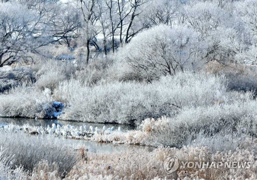 【组图】韩国冬季雾凇景观美不胜收【4】