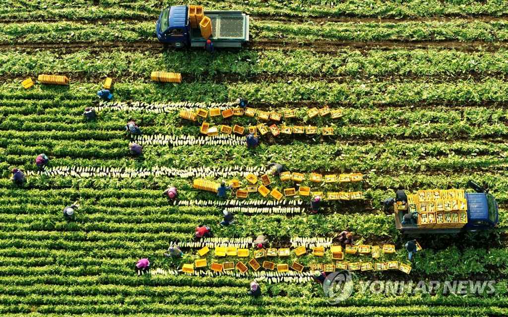 【組圖】韓國濟州蘿卜迎豐收