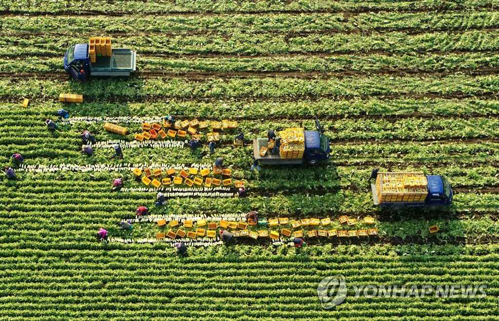 【組圖】韓國濟州蘿卜迎豐收【3】