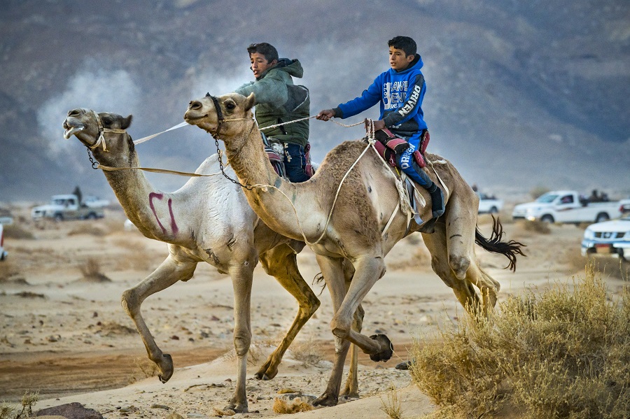 埃及西奈举办骆驼比赛