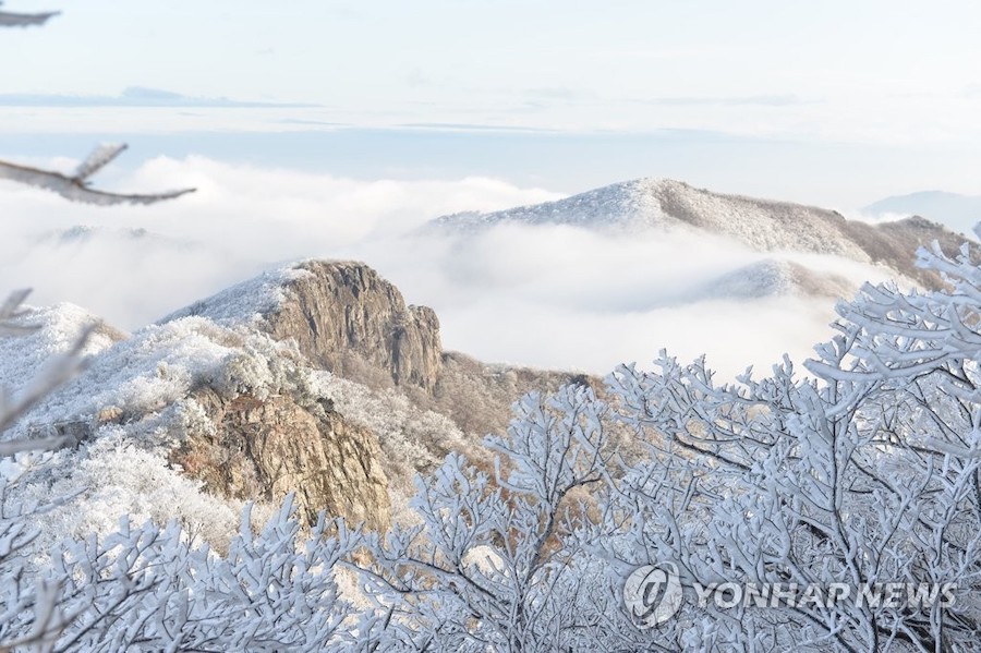 16日上午，韩国迦智山一带，晶莹闪烁的雾凇缀满枝头。
