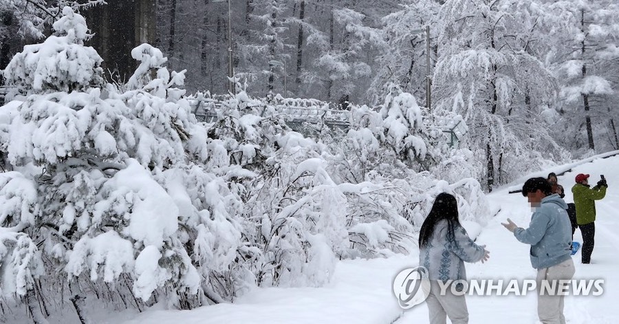 15日，韓國江原道大關嶺一帶大雪紛飛，游客們舉起相機，拍照留存冬日浪漫。
