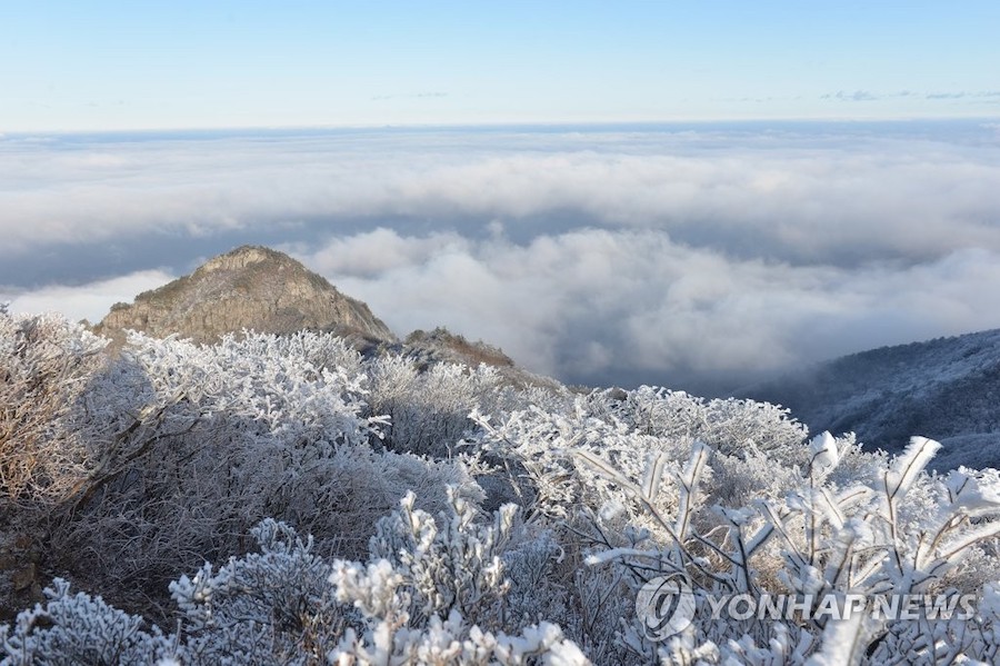 16日上午，韓國迦智山一帶，晶瑩閃爍的霧凇綴滿枝頭。