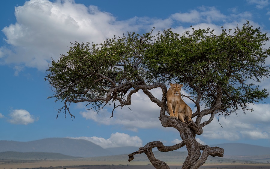 肯尼亚马赛马拉母狮树顶栖息