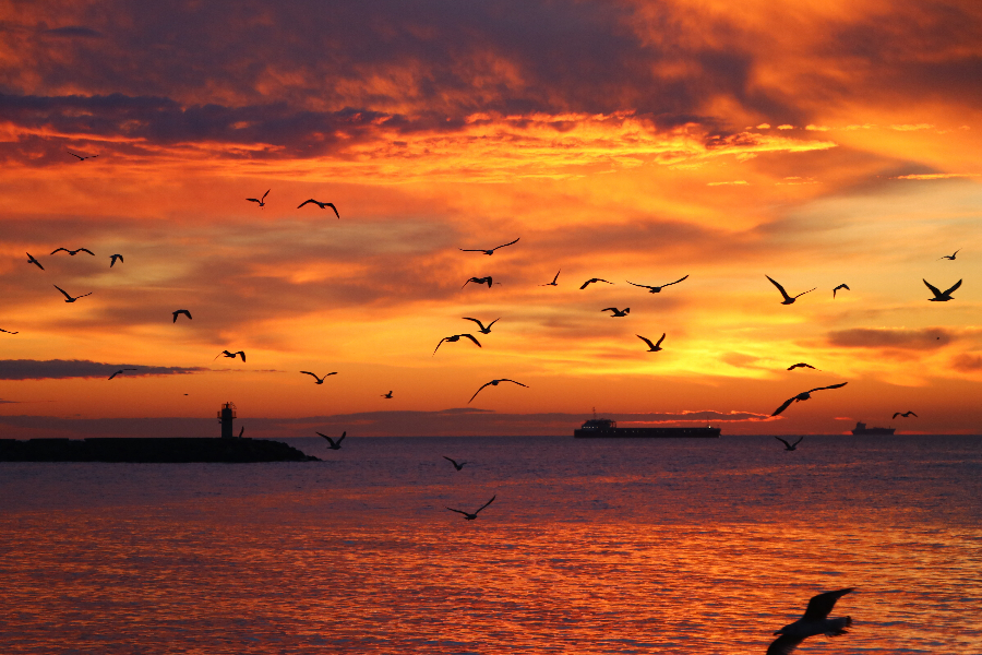 土耳其泰基尔达日出时分 海面上海鸥飞翔