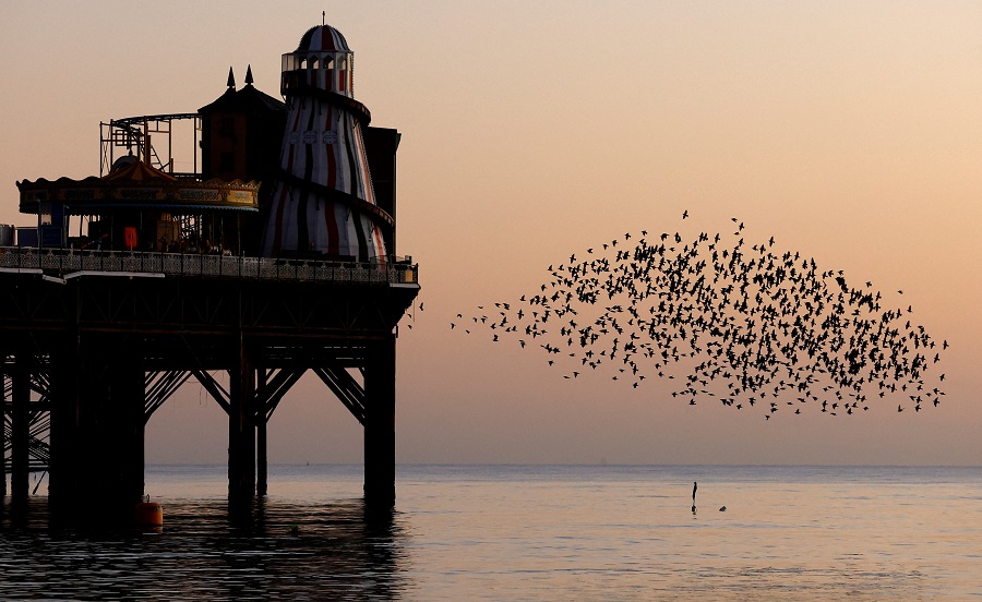 英國布萊頓日落 椋鳥碼頭飛翔