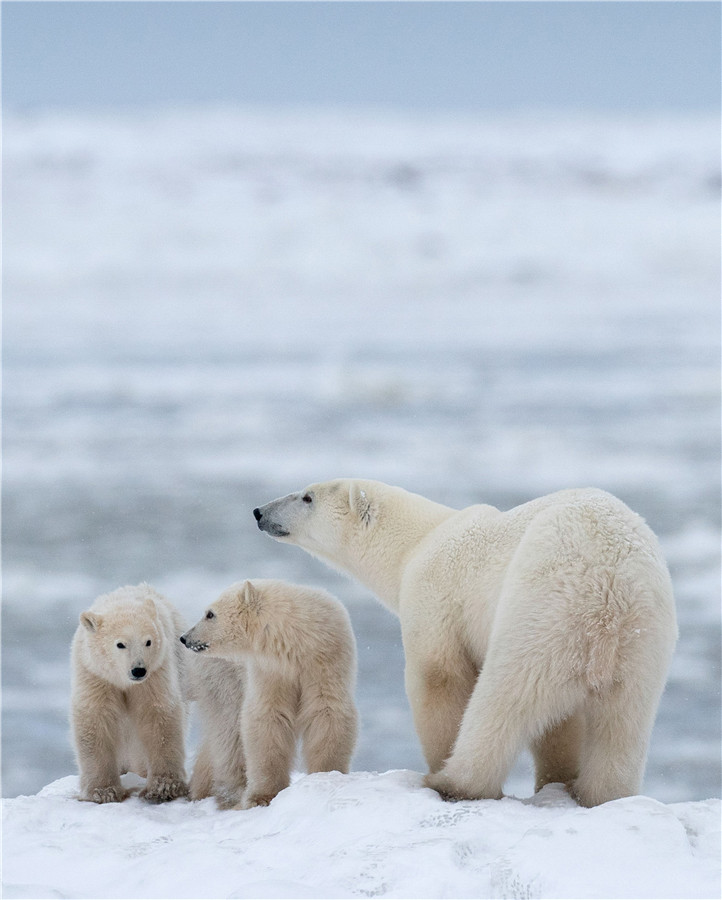 加拿大曼尼托巴省北极熊出没 妈妈细心护娃警惕心十足