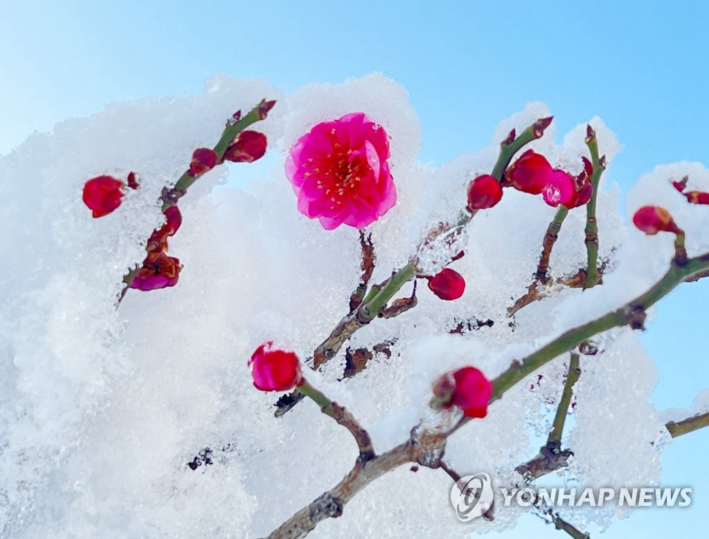 16日，在江原道東海市，梅花在雪中綻放。