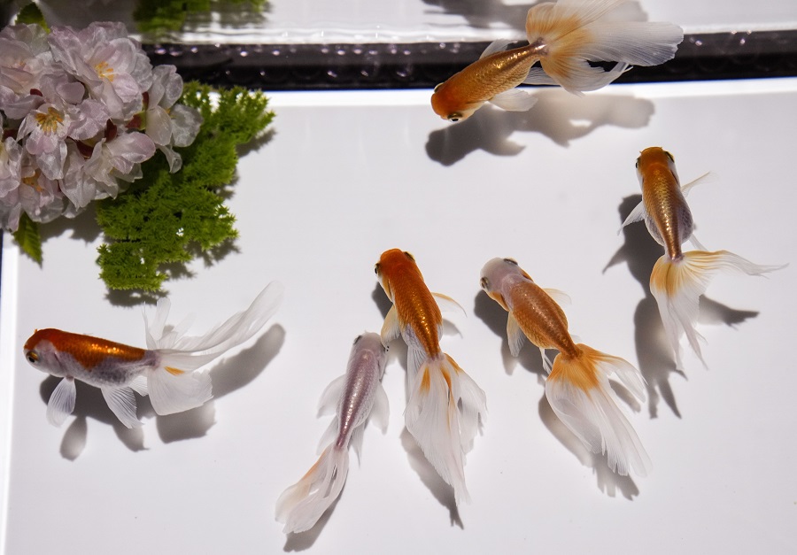 日本東京銀座藝術水族館舉行金魚展