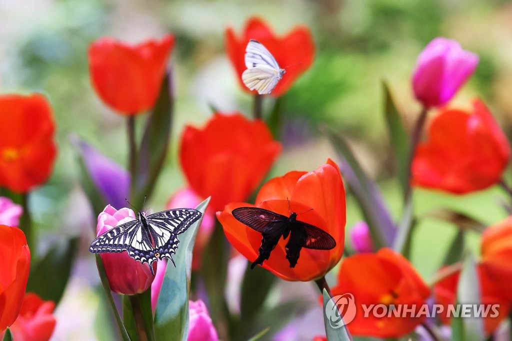 【組圖】韓國愛寶樂園：蝴蝶飛舞上演“蝶戀花”
