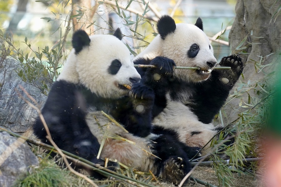 旅日雙胞胎大熊貓“曉曉”和“蕾蕾”嘗試獨立生活
