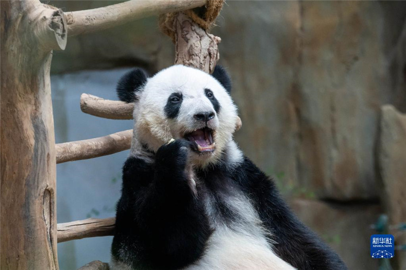 馬來西亞：一起去看大熊貓
