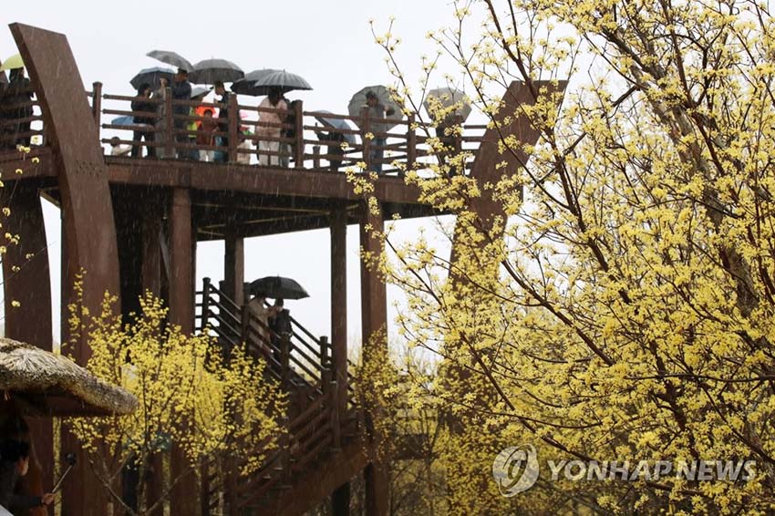 【組圖】韓國：春雨春花喜報春
