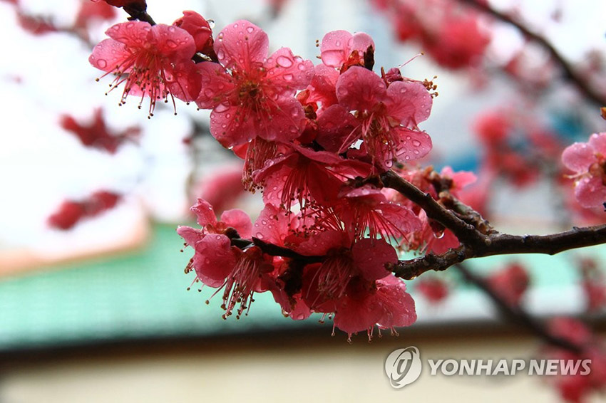 12日，江原道束草市某小学内，红梅挂着雨珠。