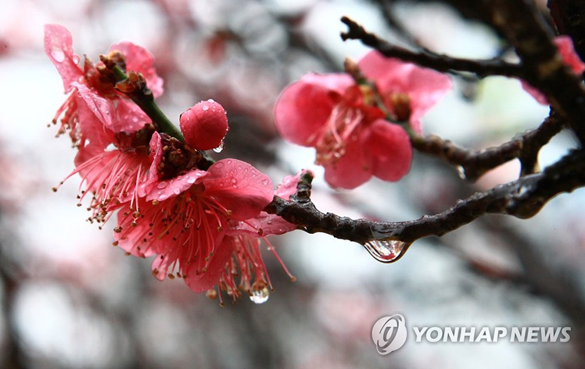 12日，江原道束草市某小学内，红梅挂着雨珠。