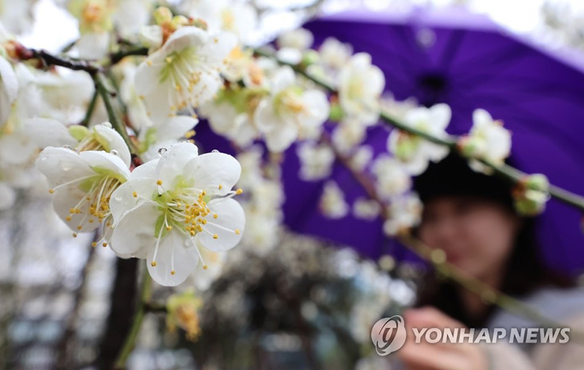 12日下午，韩国各地迎来春雨，世宗市政府大楼附近的公园内白梅盛开，吸引了来往市民的目光。