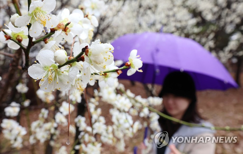 12日下午，韩国各地迎来春雨，世宗市政府大楼附近的公园内白梅盛开，吸引了来往市民的目光。