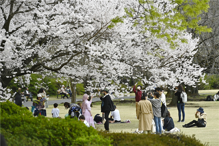 日本東京櫻花絢爛盛開 吸引民眾愜意觀賞