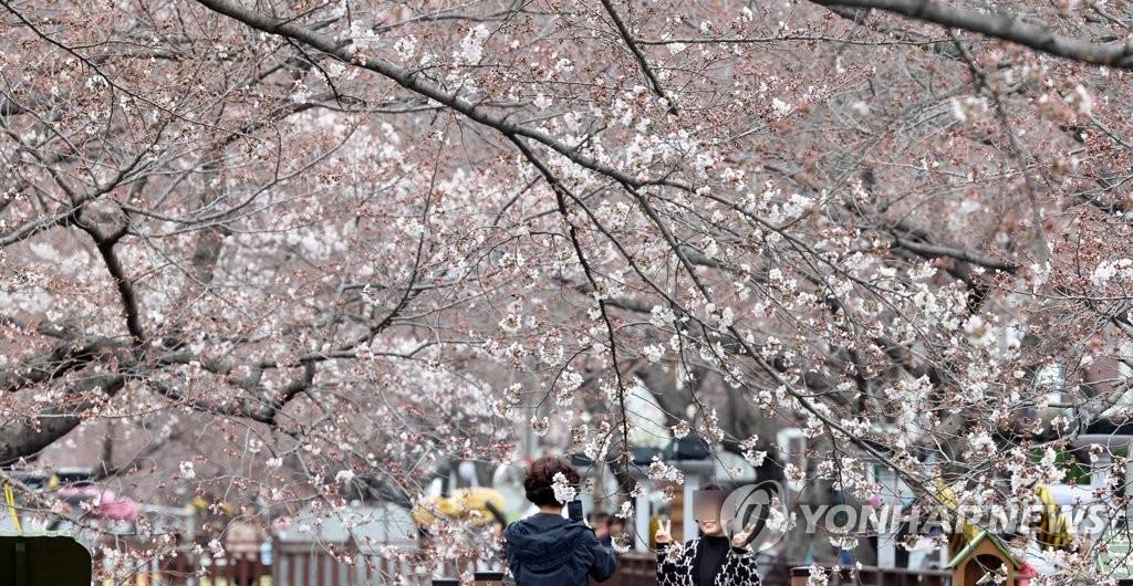 近日，韓國最大的賞春花勝地——慶尚南道昌原市鎮海區浪漫情人橋一帶的櫻花盛開，吸引游客駐足觀賞。
